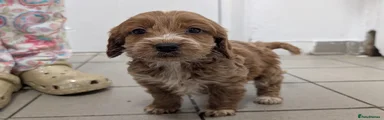 Cockapoo 1