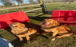Golden Retriever dogs for sale: 2 beautiful golden retriever boys available. - Image 2
