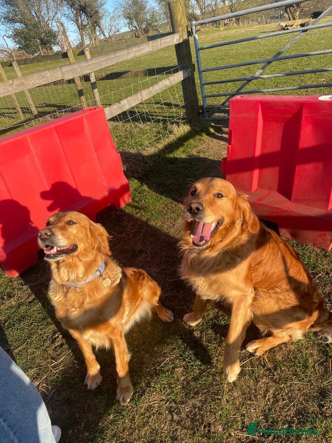 Golden Retriever dogs for sale: 2 beautiful golden retriever boys available. - Image 2