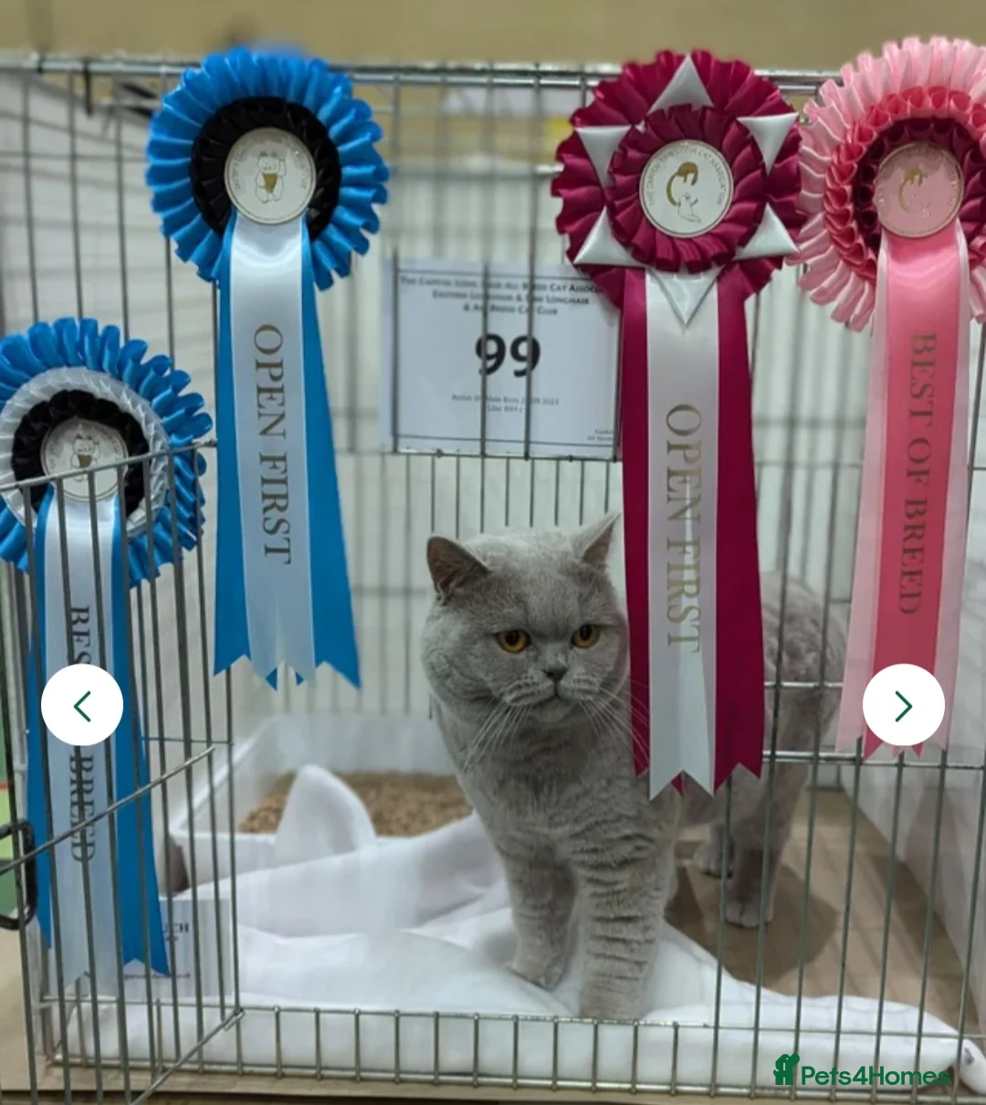 British Shorthair cats for sale: IMPECCABLE🏆CH SIRED GCCF REGISTERED KITTENS! - Advert 2