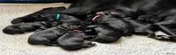 Labrador Retriever dogs for sale: Beautiful KC reg working Labrador Retriever pups  - Advert 7