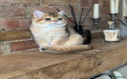 British Shorthair cats for sale: BSH golden kittens - Image 8