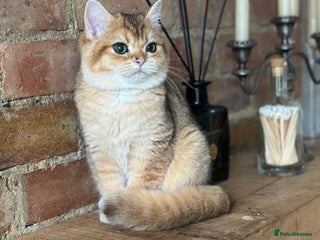 British Shorthair cats - Advert 30