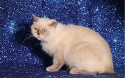 British Shorthair cats for sale: Retired Tica registered British shorthair females  - Image 3