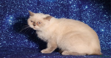 British Shorthair cats - Advert 4