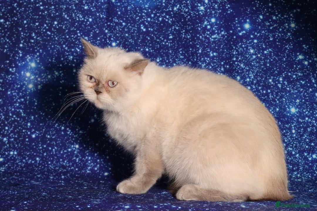 British Shorthair cats for sale: Retired Tica registered British shorthair females  - Image 3