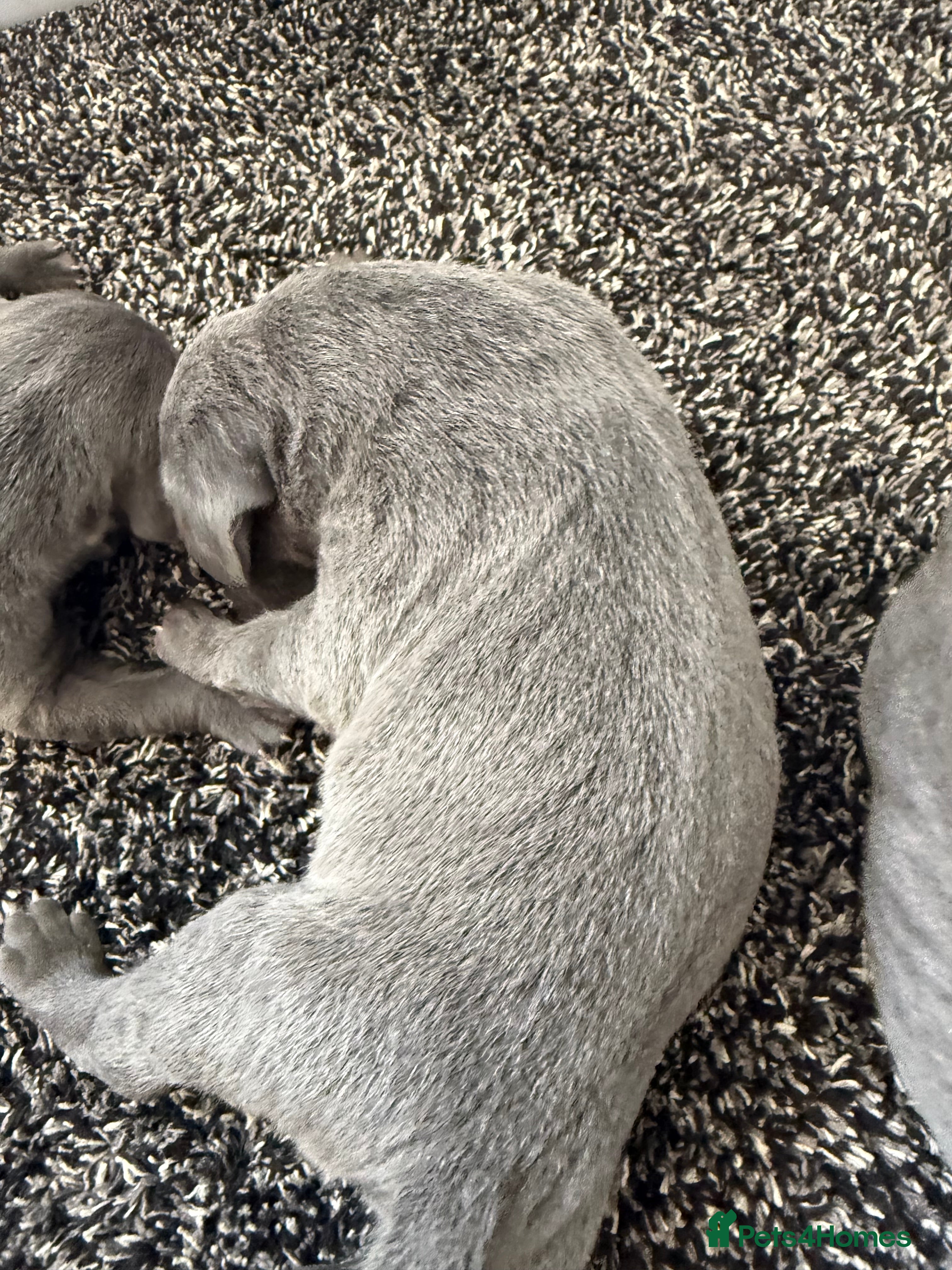 Weimaraner dogs KC Registered Weimaraner Puppies - Advert 2