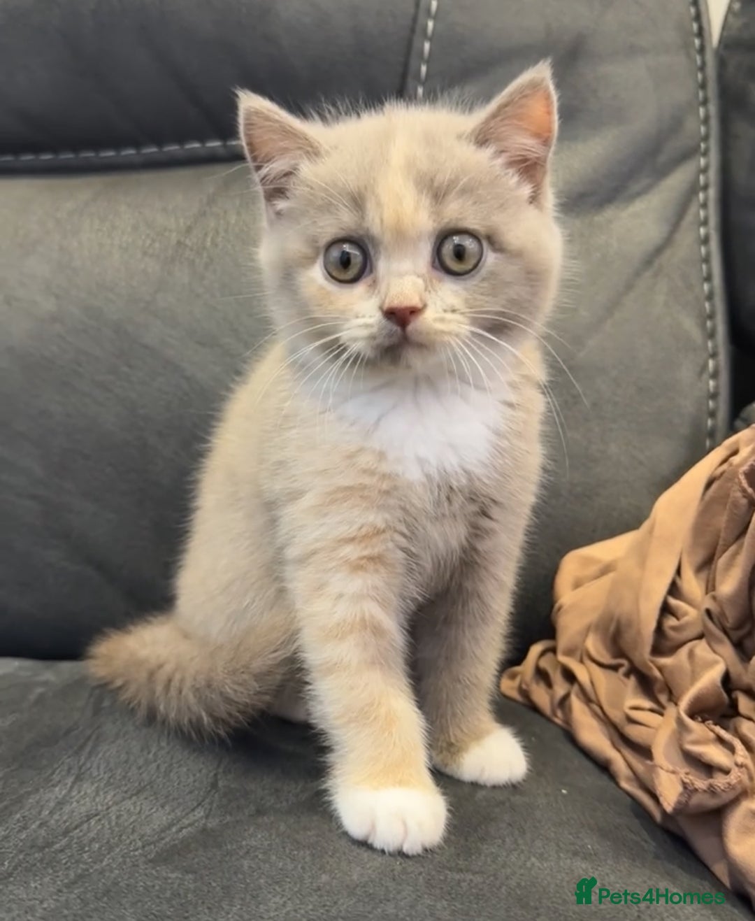 British Shorthair cats for sale: Adorable BSH Kittens Ready for Their Forever Homes - Image 4