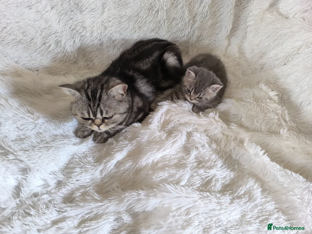 British Shorthair cats for sale: Male kitten available  - Advert 1