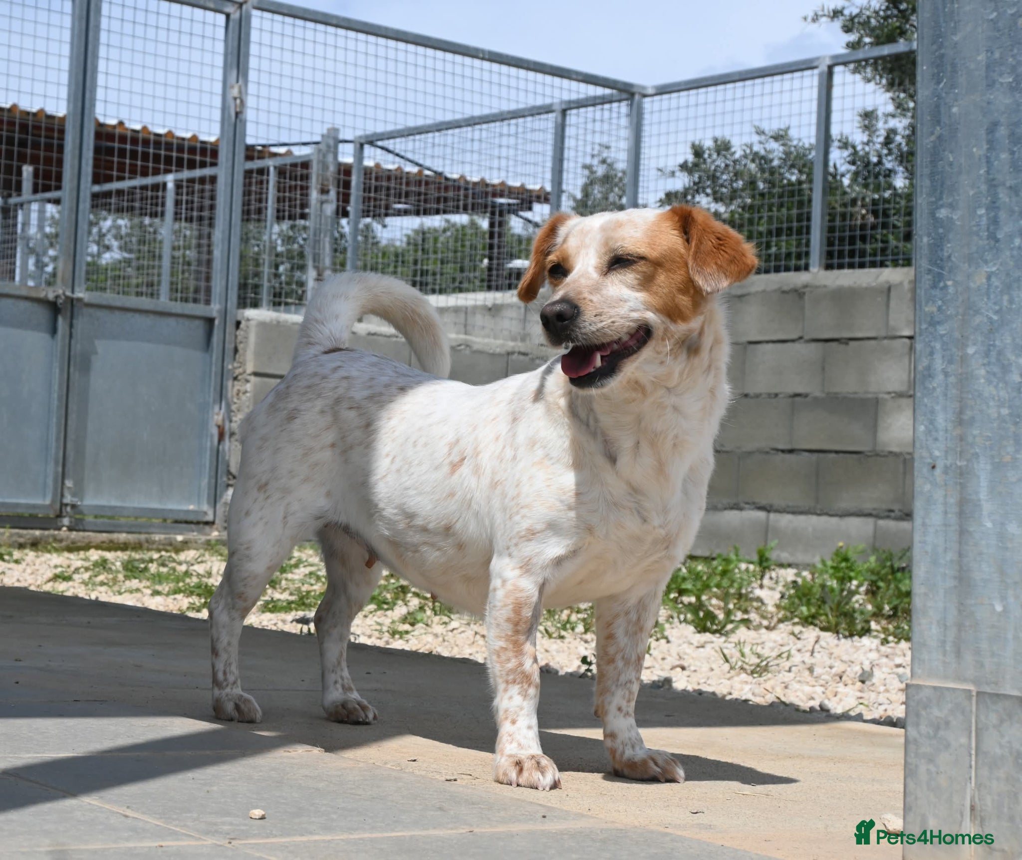 Mixed Breed dogs for adoption: Schnuppi is ready for her forever family! in Atherstone - Advert 5