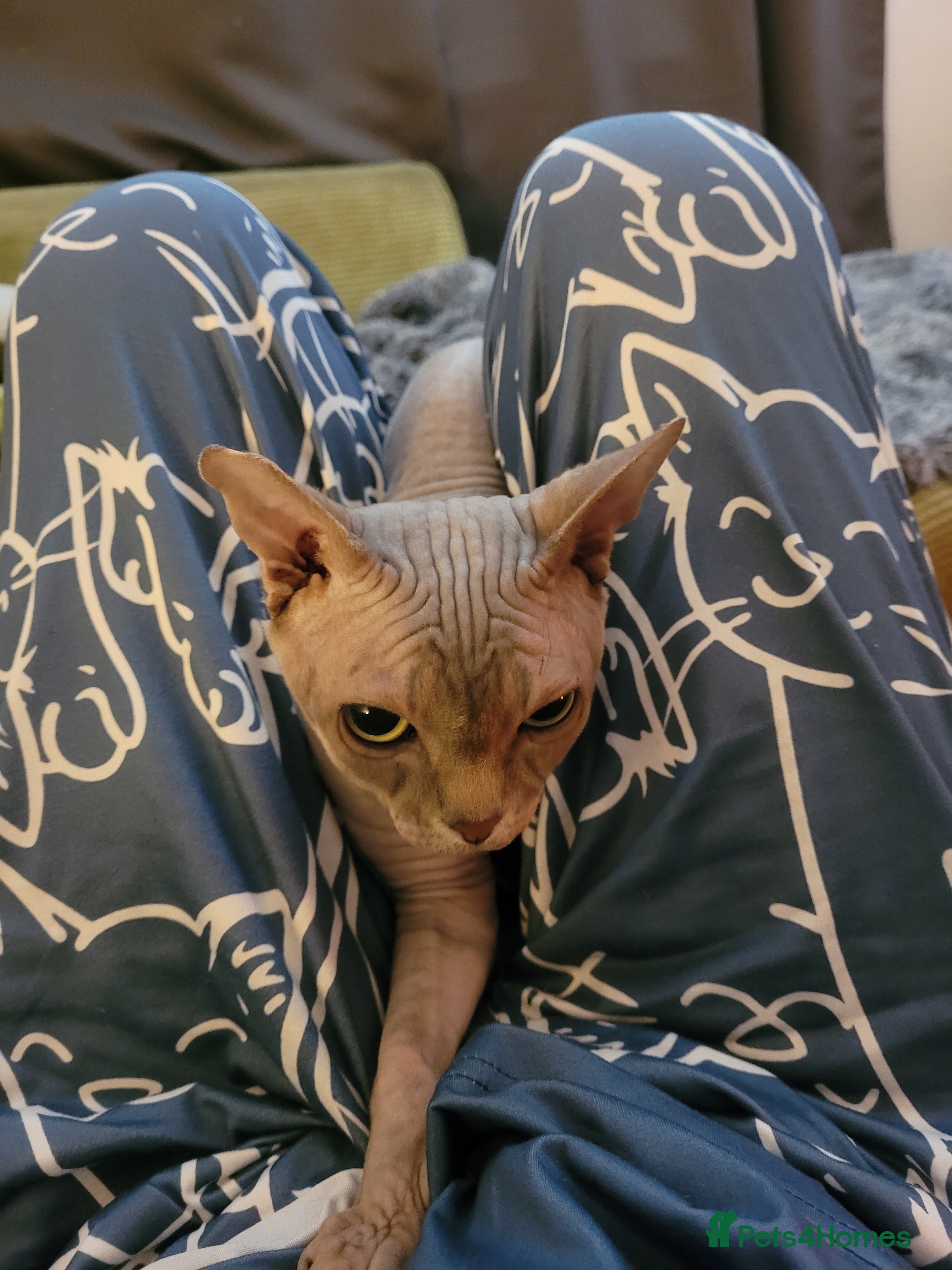 Sphynx cats Lovely boy sphynx cat - Advert 3