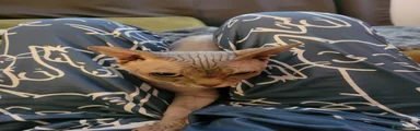Sphynx Kitten 1