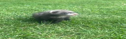 Ferret rodents for sale: Team of Young Ferrets Available – Working stock  - Advert 5