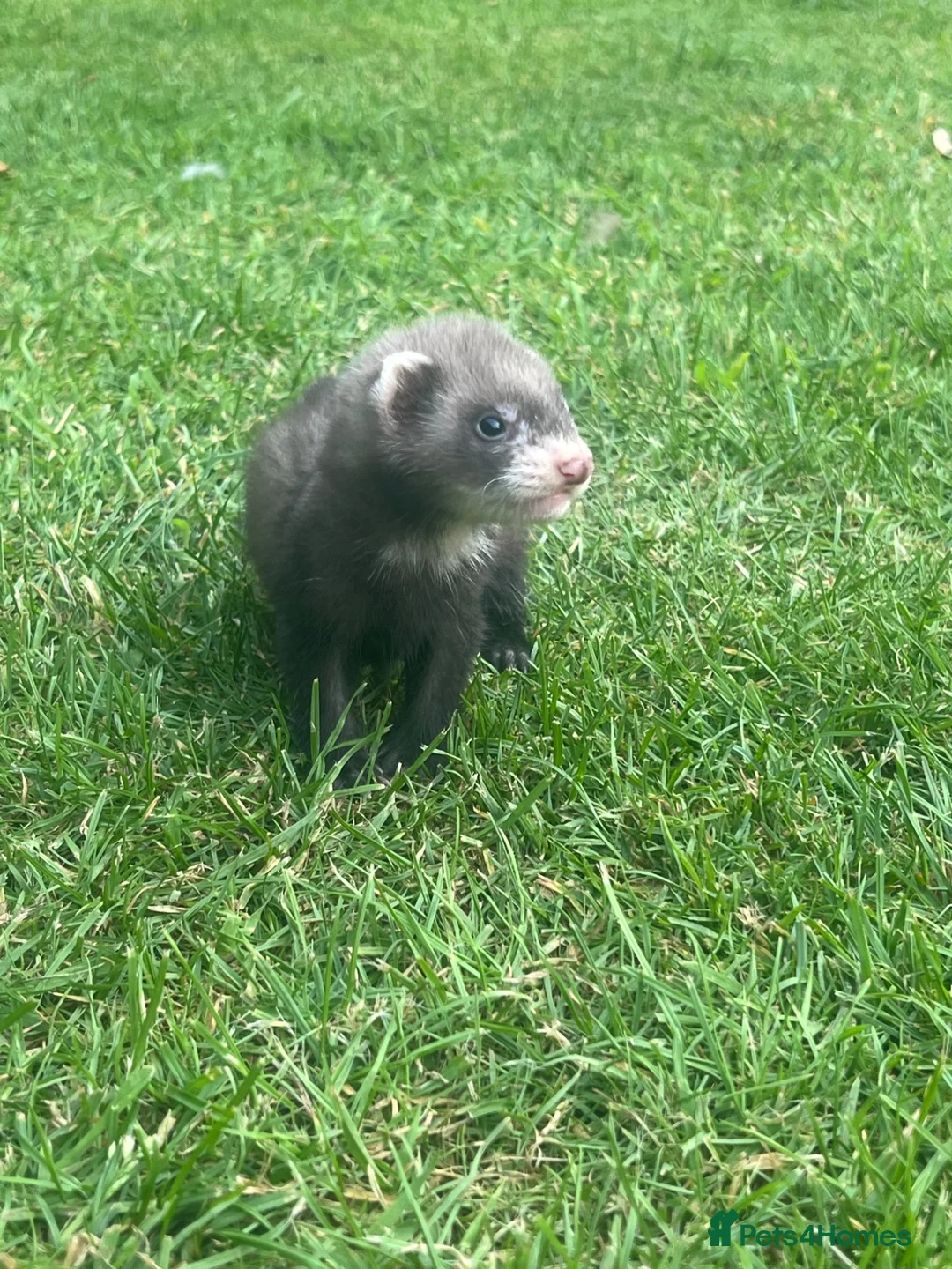 Ferret rodents for sale: Team of Young Ferrets Available – Working stock  - Advert 5