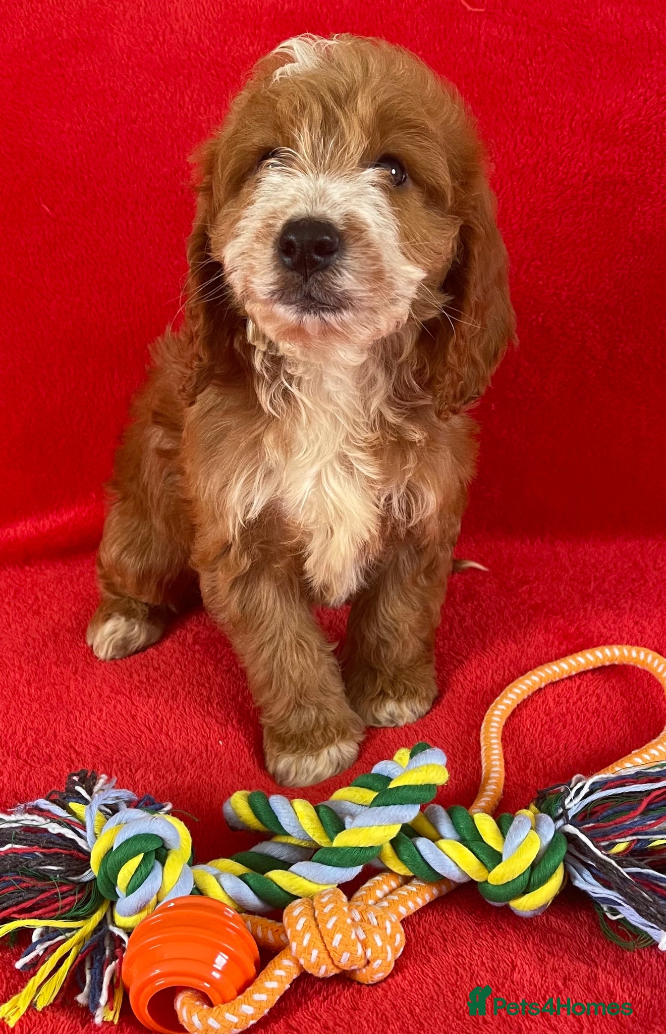 Cockapoo dogs Beautiful F1 cockerpoo pups NOW READY - Advert 1