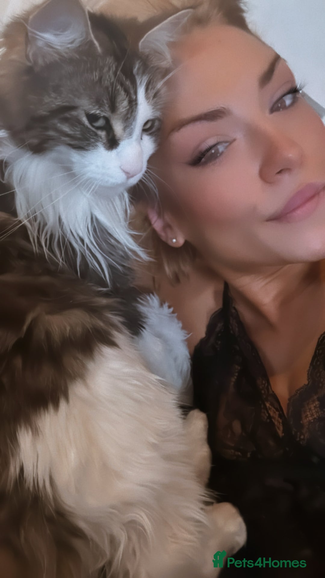Maine Coon cats for sale: Pure bred Maine coon kittens. 4 males  - Image 8