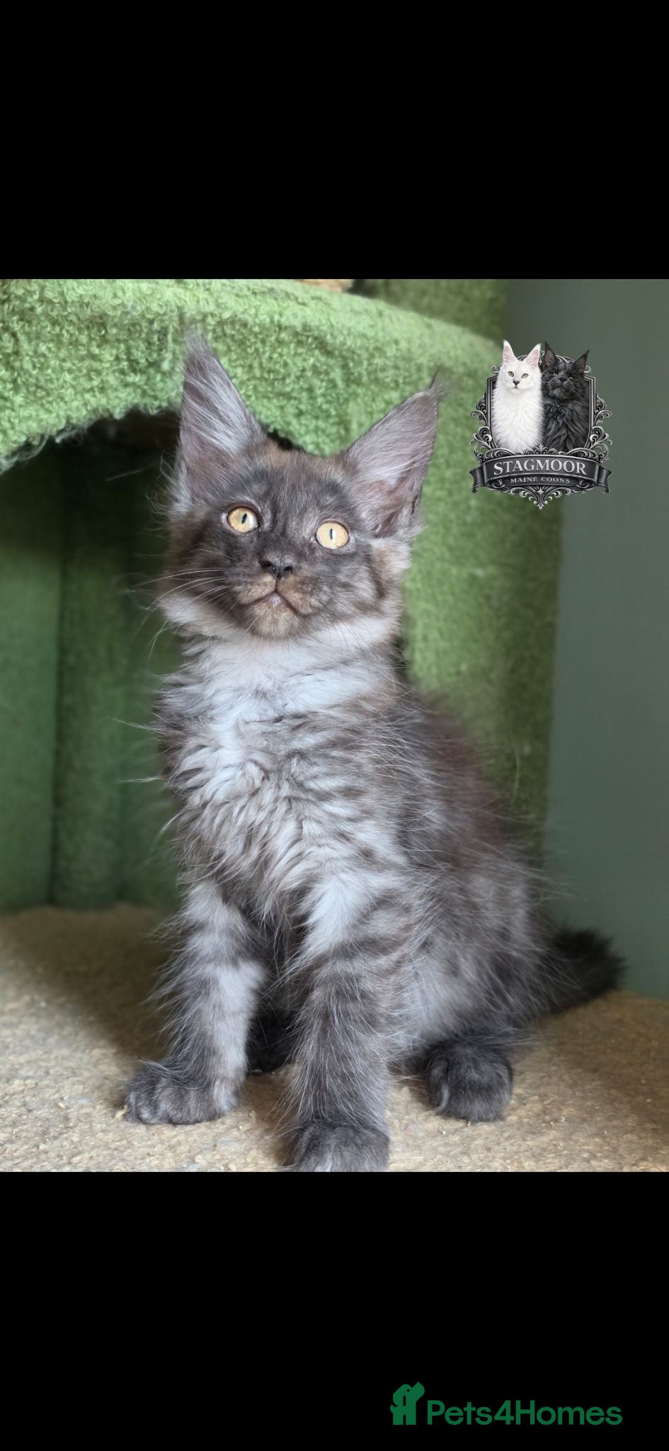 Maine Coon cats 2 Beautiful TICA Registered Maine Coon Kittens - Advert 1
