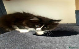 Persian cats for sale: Persian Kittens  - Image 6