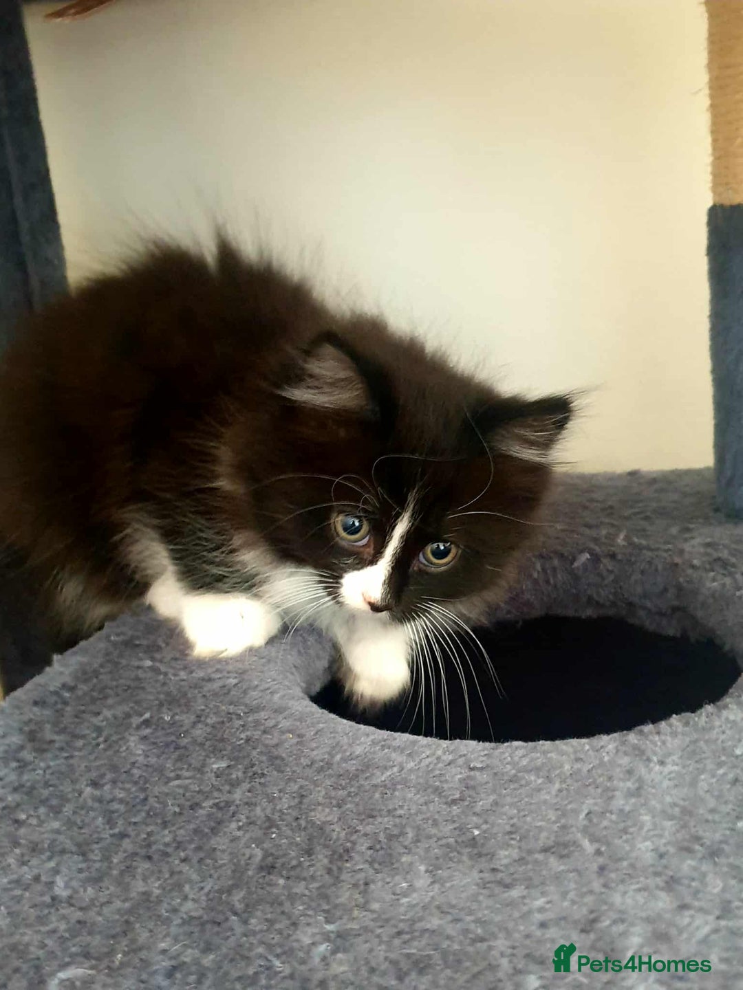 Persian cats for sale: Persian Kittens  - Image 6