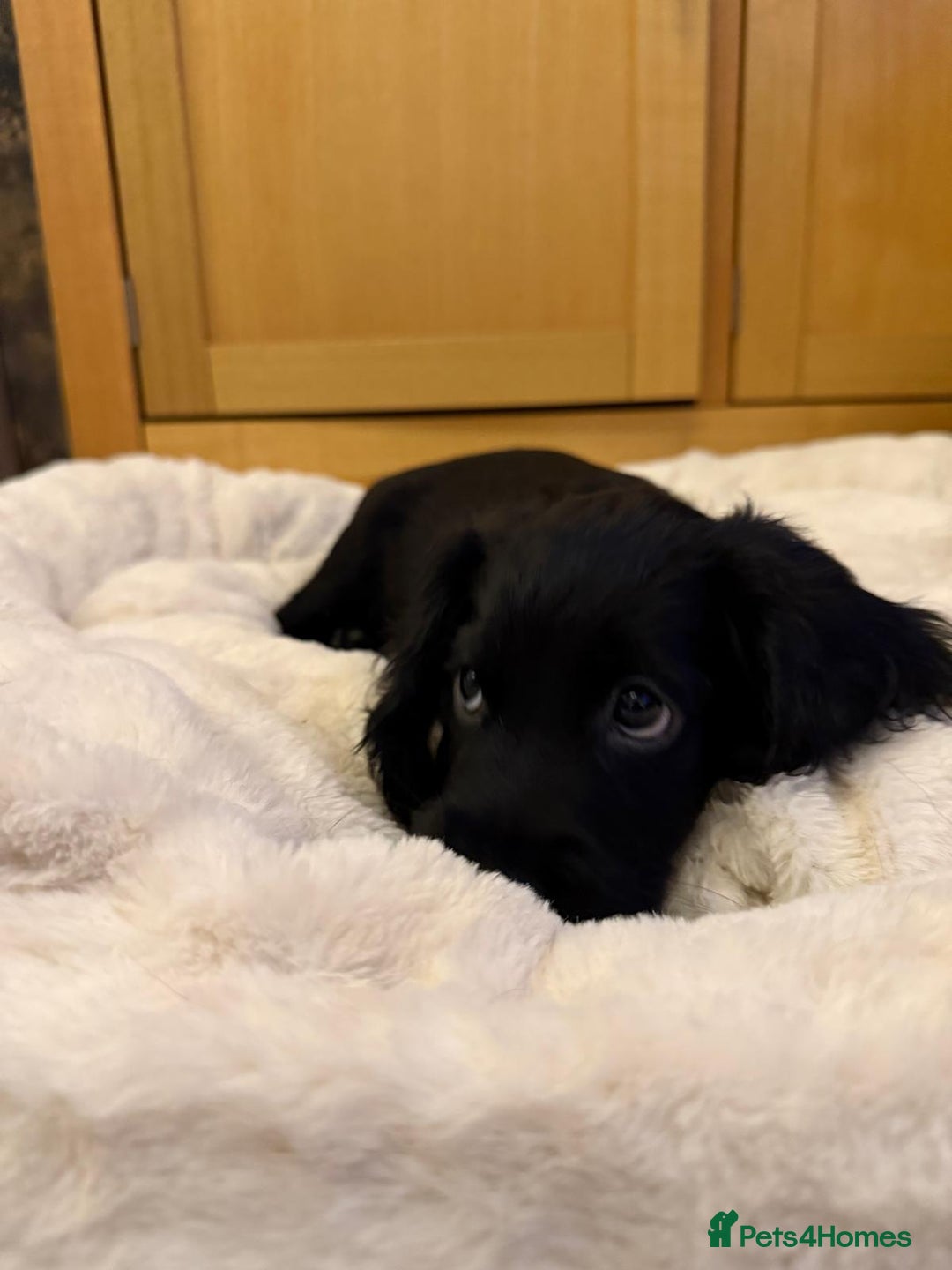 Cocker Spaniel dogs for sale: 7x Dock Tail Cocker Spaniel Puppies - Image 4