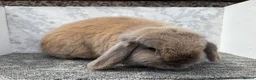 Mini Lop rabbits for sale: Mini lop doe  - Advert 2