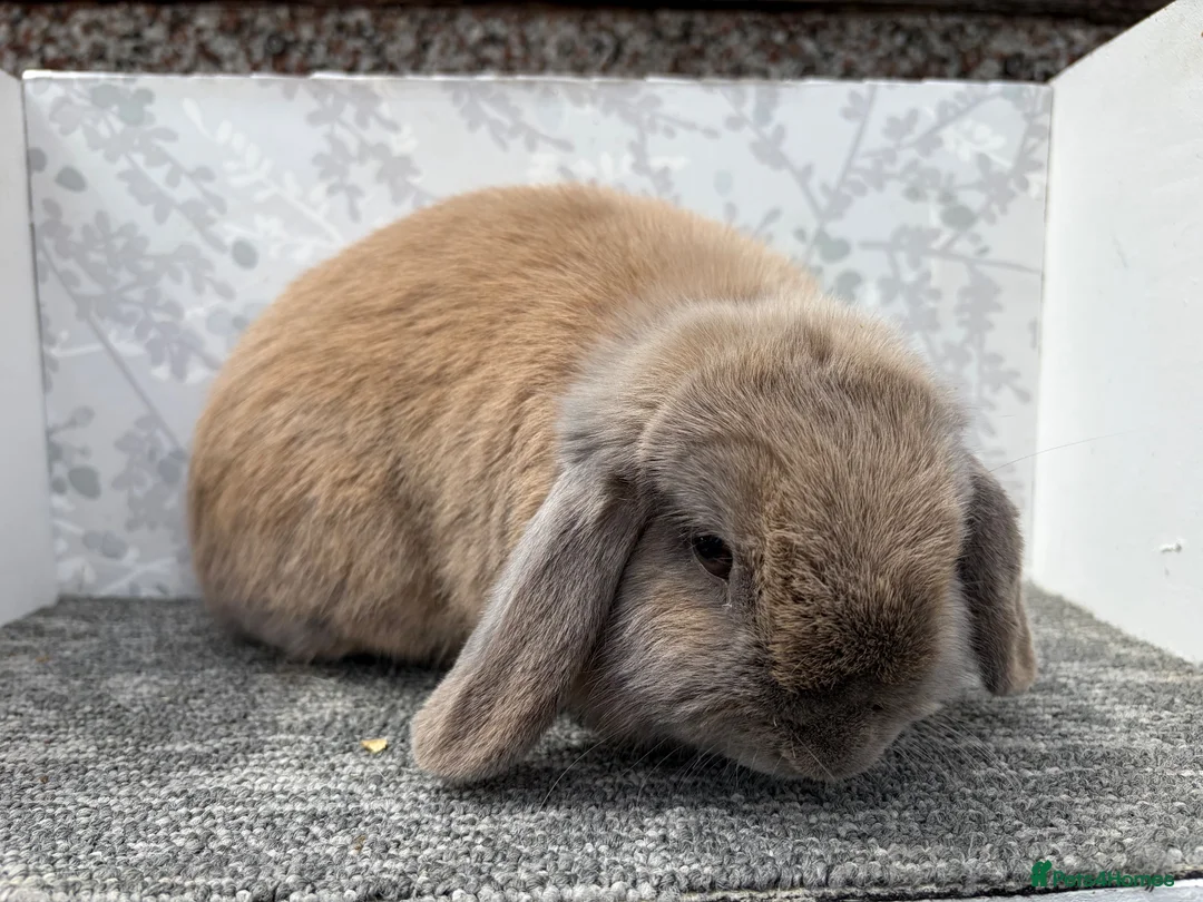 Mini Lop rabbits for sale: Mini lop doe  - Advert 2