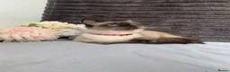 Siamese cats for sale: BEAUTIFUL BABIES AVAILABLE  - Advert 11