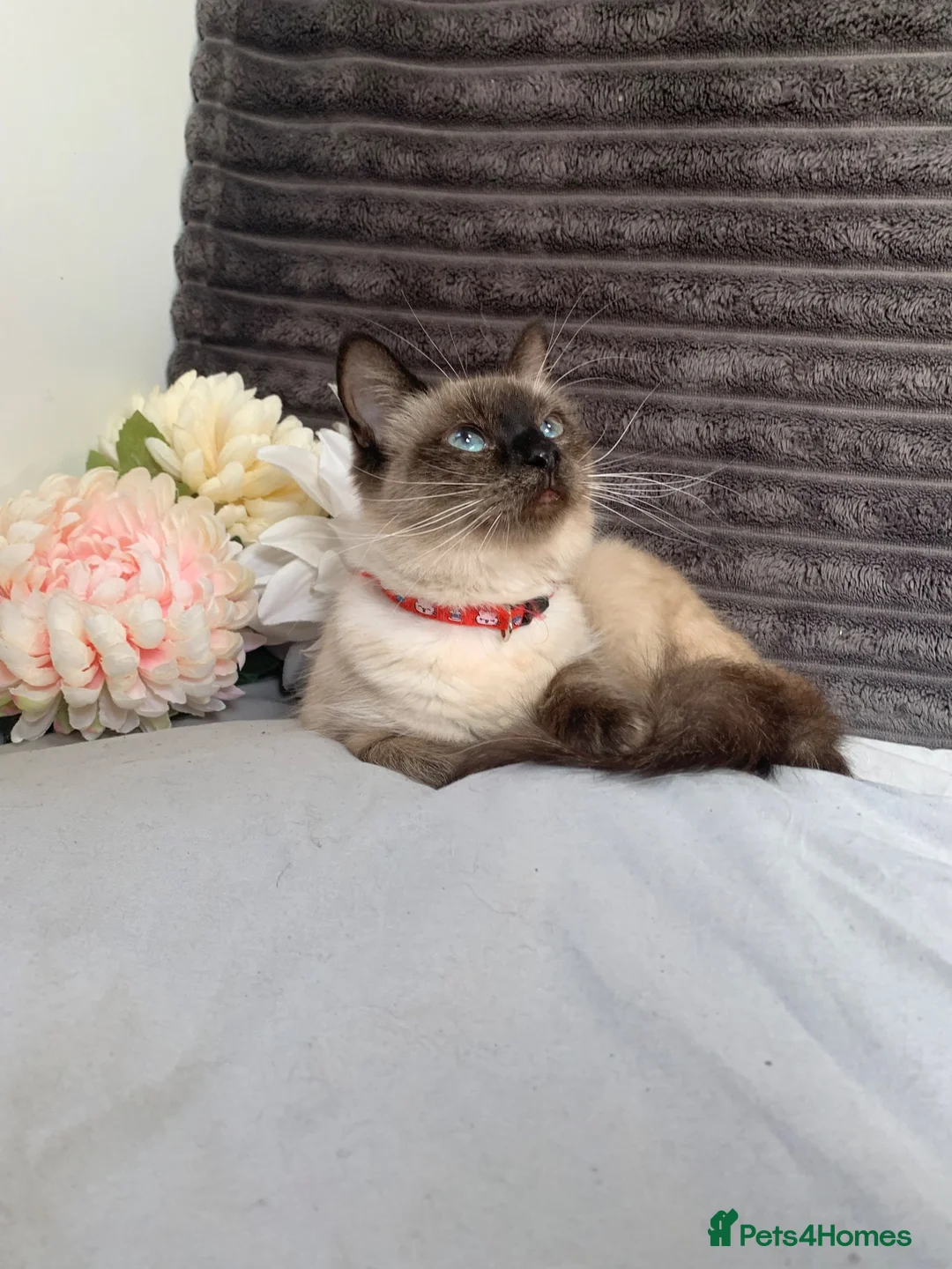 Siamese cats for sale: BEAUTIFUL BABIES AVAILABLE  - Advert 11