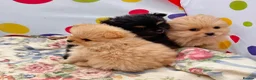 Pomeranian dogs for sale: Beautiful Pomeranian puppies 🐶  - Advert 9