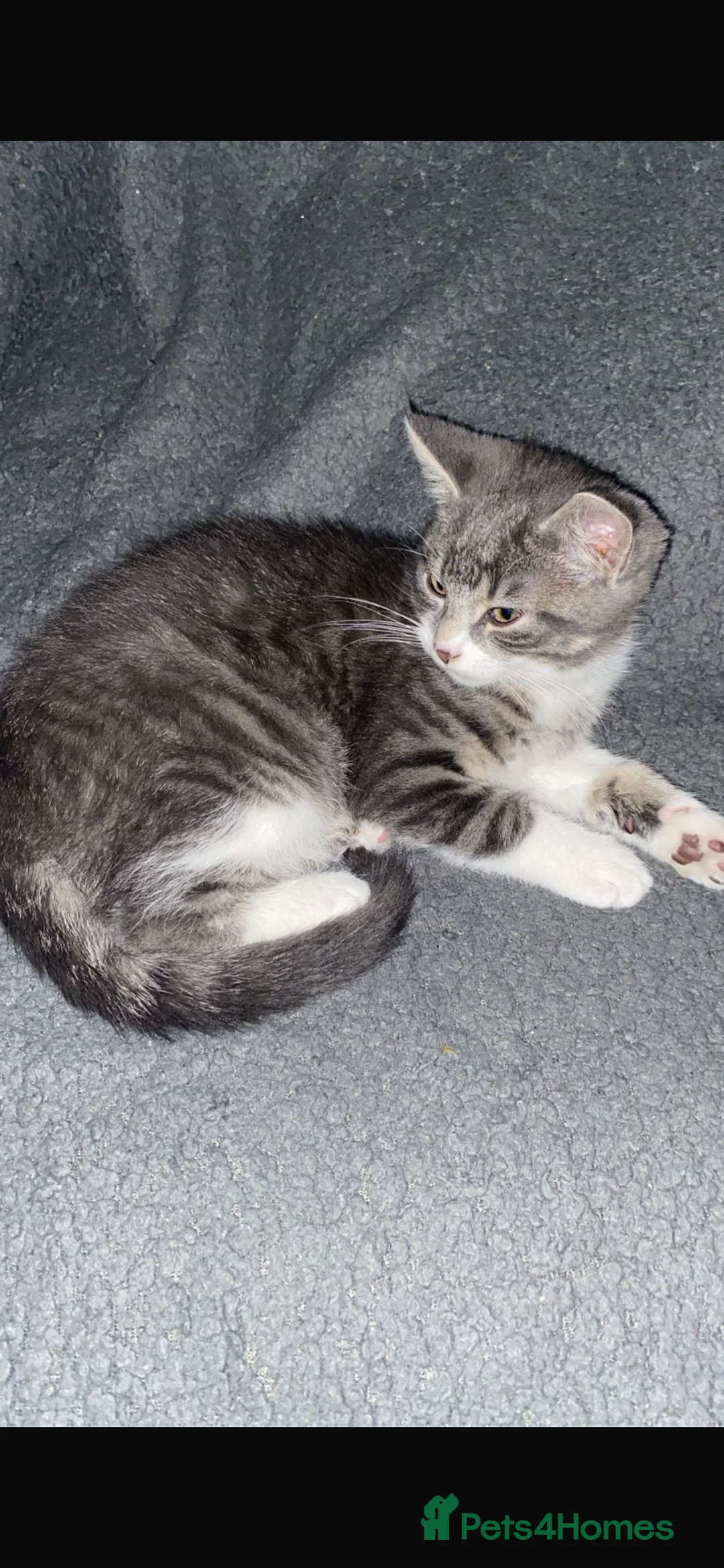 Mixed Breed cats for sale: Adorable Fluffy Grey Tabby Kitten for Sale - Advert 3