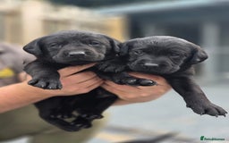 Labrador Retriever dogs for sale: Labrador puppies  - Image 4