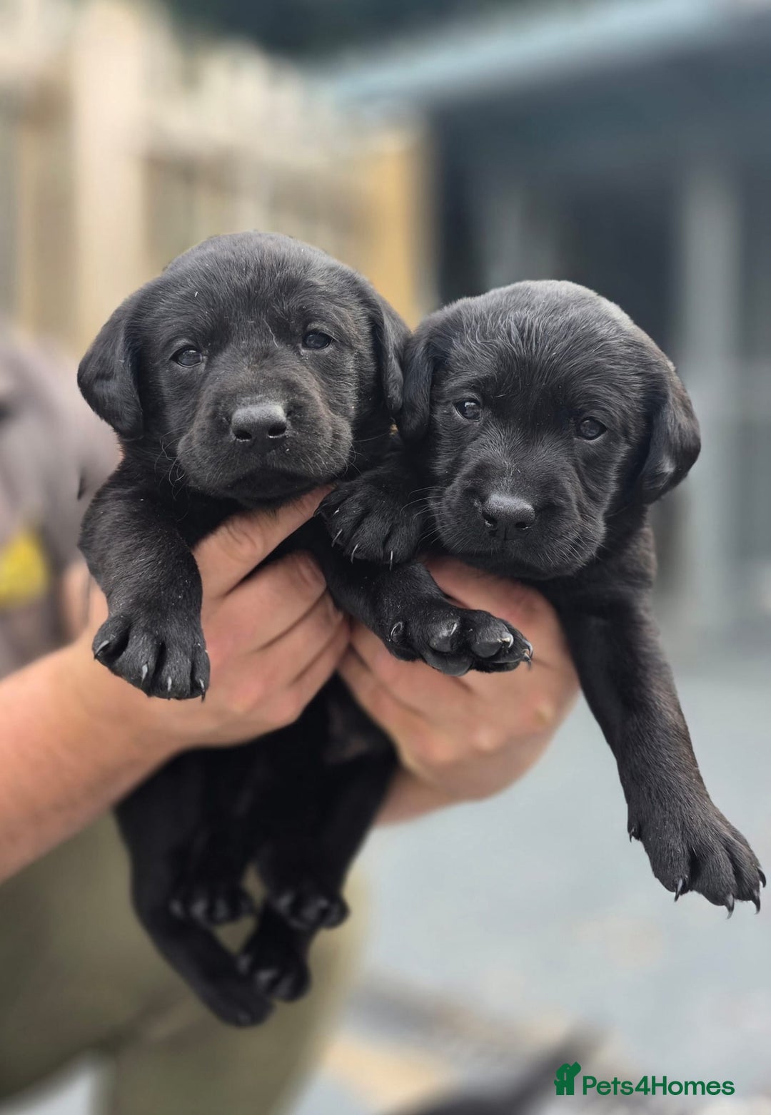 Labrador Retriever dogs for sale: Labrador puppies  - Image 4