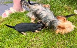 Yochon dogs for sale: Millie’s first litter  - Image 5