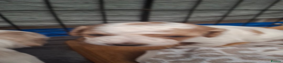 Cockapoo Puppy 4