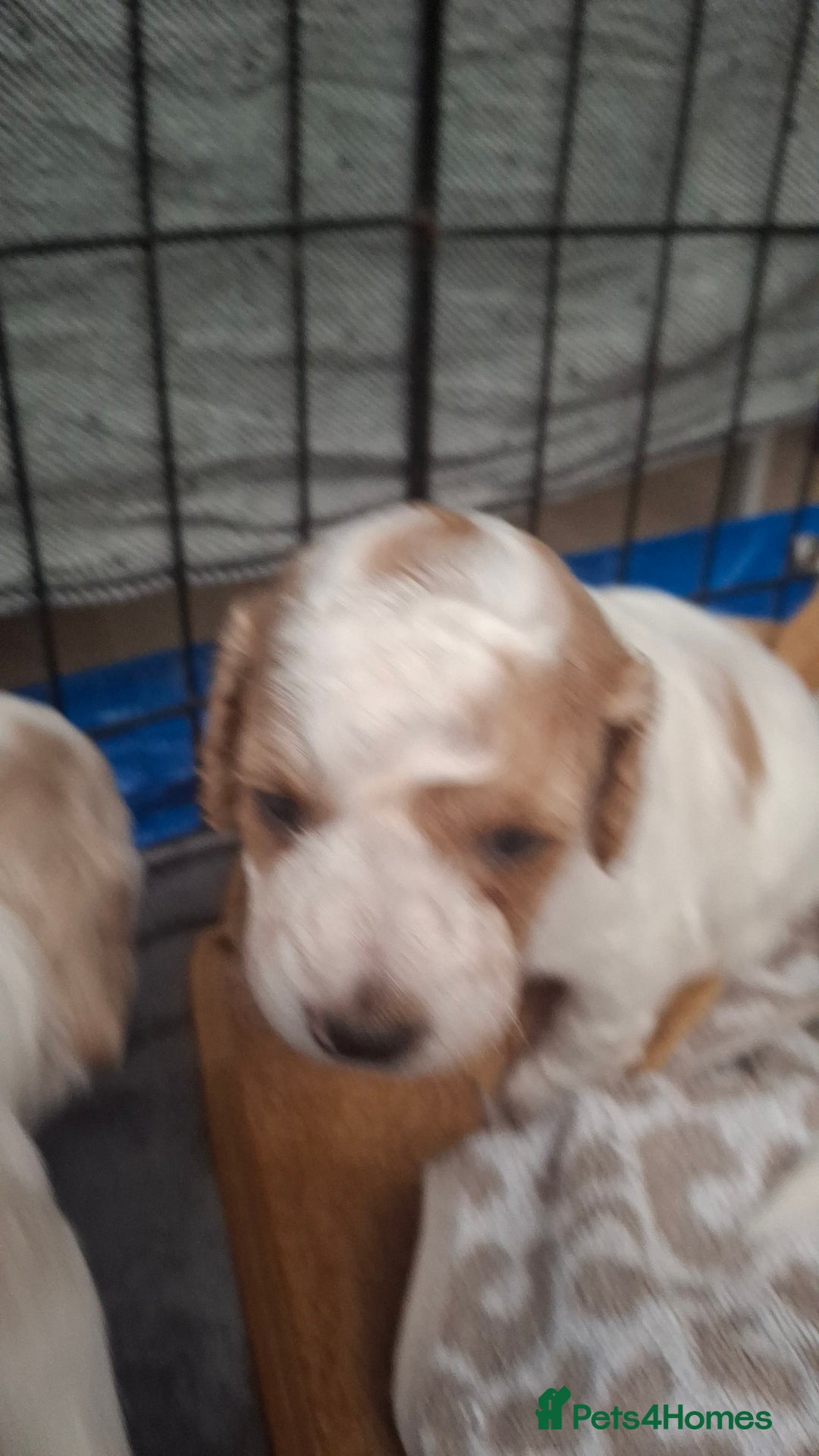 Cockapoo dogs for sale: Mr cassidy - Image 11