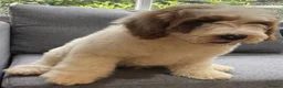 Australian Labradoodle dogs for sale: Multi-Gen Australian Labradoodle Puppies - Advert 7