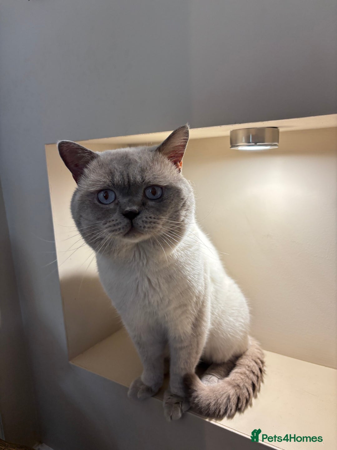British Shorthair cats for sale: British Shorthair Kittens - Image 4