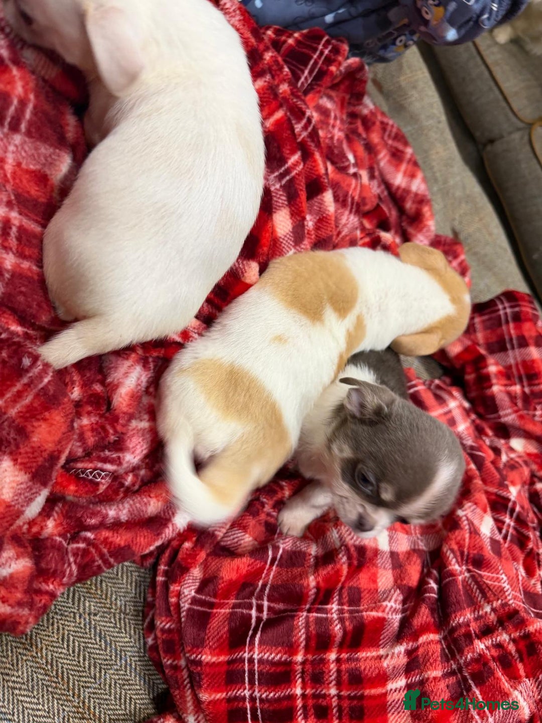 Chihuahua dogs for sale: KC registered chihuahua amazing green eyes  - Advert 9