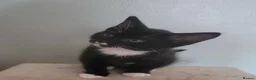 Mixed Breed cats for sale: Beautiful fluffy tuxedo male cat - Advert 5