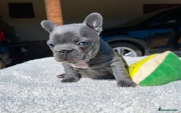 French Bulldog dogs for sale: Healthy Blue French Bulldog Babies - Image 6