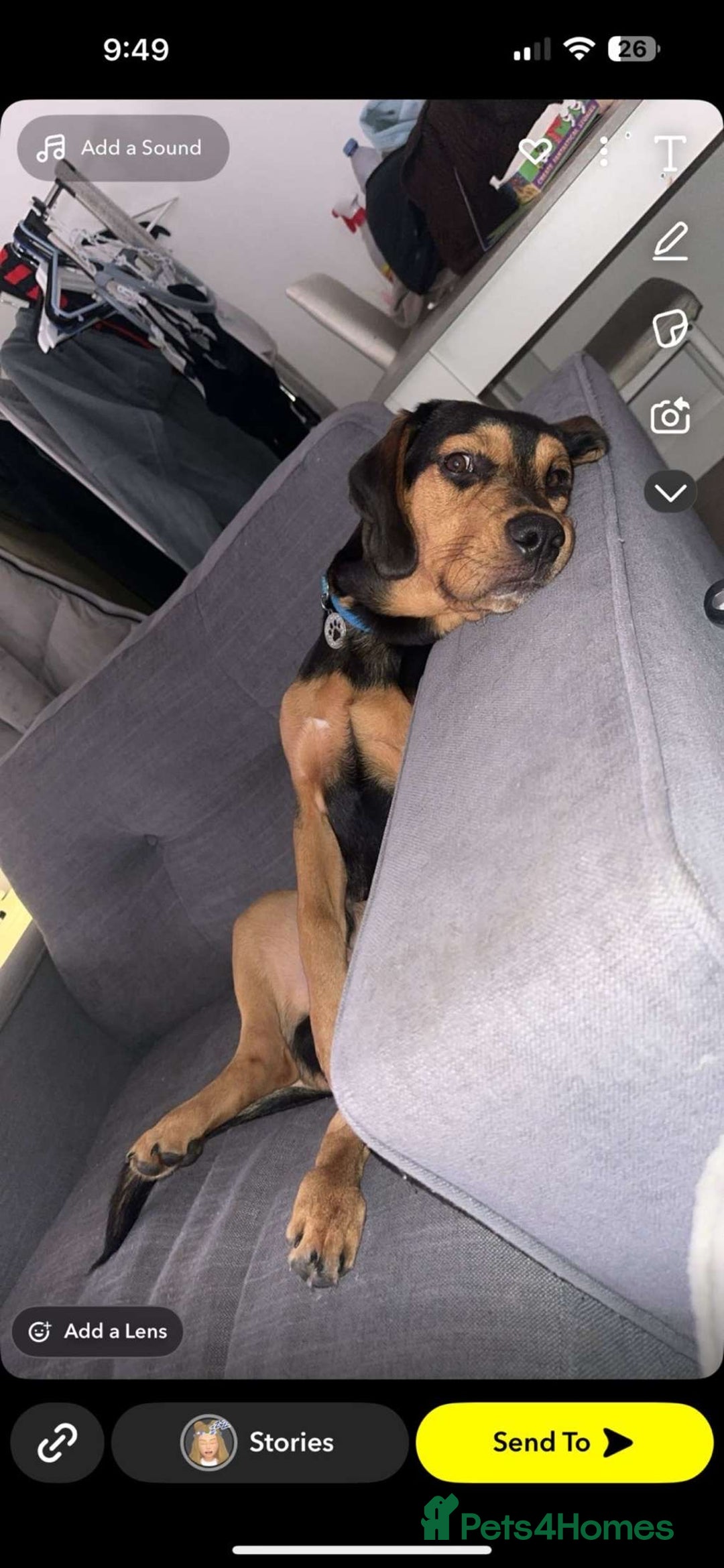 Mixed Breed dogs for sale: Re home  - Advert 2