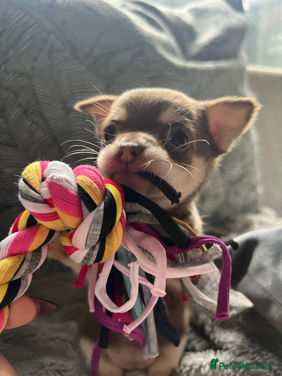 Chihuahua dogs for sale: Chocolate & tan female - Advert 6