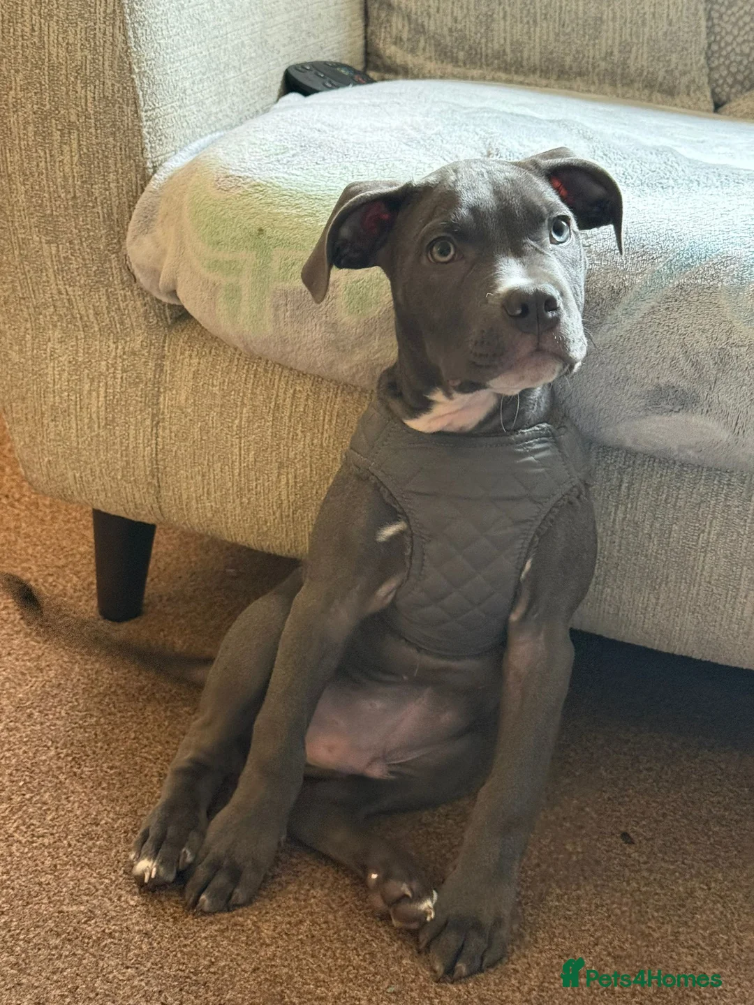 Mixed Breed dogs for sale: Staff Mix American Bulldog - Advert 9