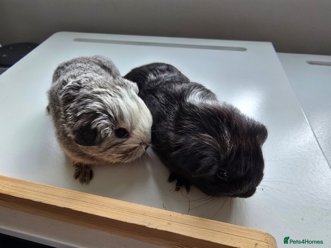 Guinea Pig rodents for sale: 2 male guinea pigs long haired silkie - Advert 1
