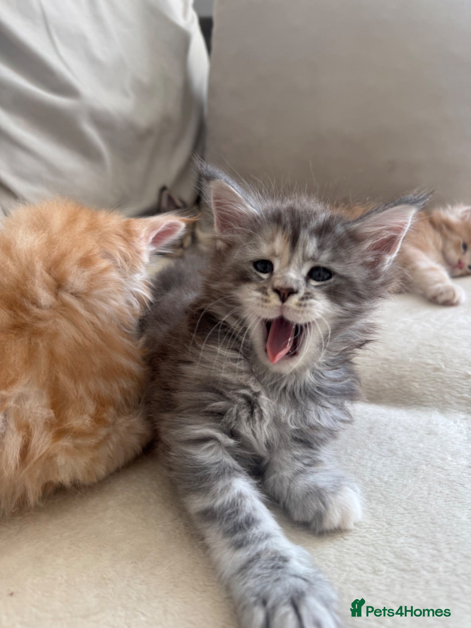 Maine Coon cats     ✨TICA Maine Coon Kittens | Licensed Breeder✨ - Advert 1