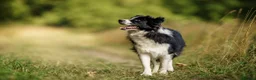 Border Collie dogs for sale: Health Tested parents, KC Reg, BAER tested pups - Advert 3