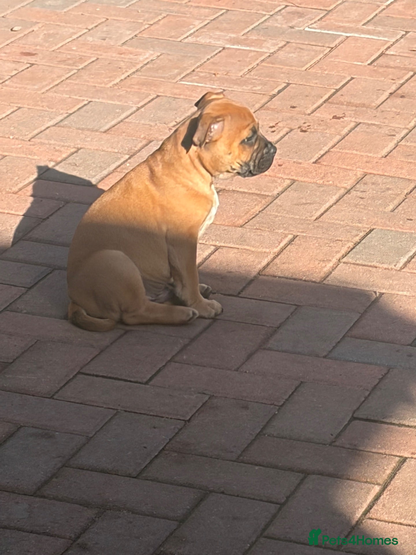 Staffordshire Bull Terrier dogs last 4 ready now champion lines  boys  - Advert 1