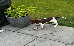 English Springer Spaniel dogs for sale: Reggie the 6 month springer spaniel  - Image 10