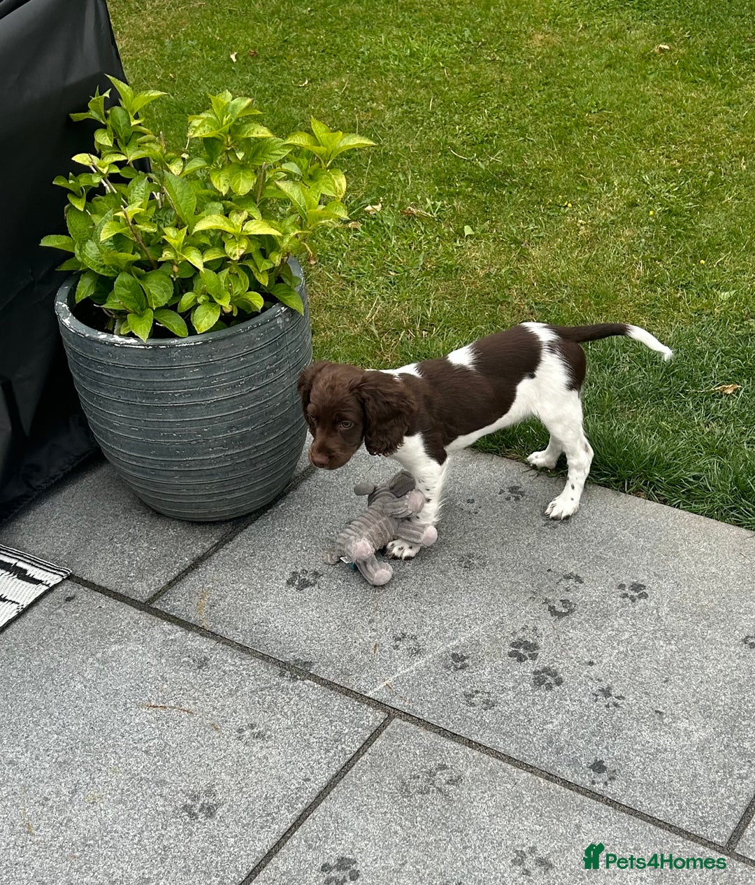 English Springer Spaniel dogs for sale: Reggie the 6 month springer spaniel  - Image 10