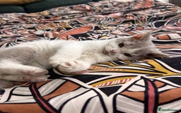 Selkirk Rex cats for sale: Gorgeous Selkirk Rex kittens - Image 33